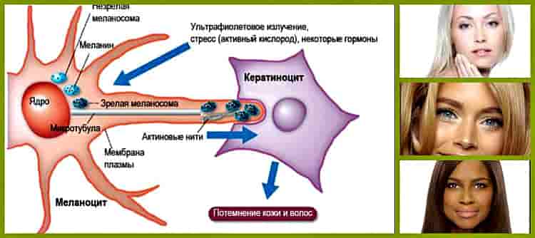 Что такое загар с медицинской точки зрения